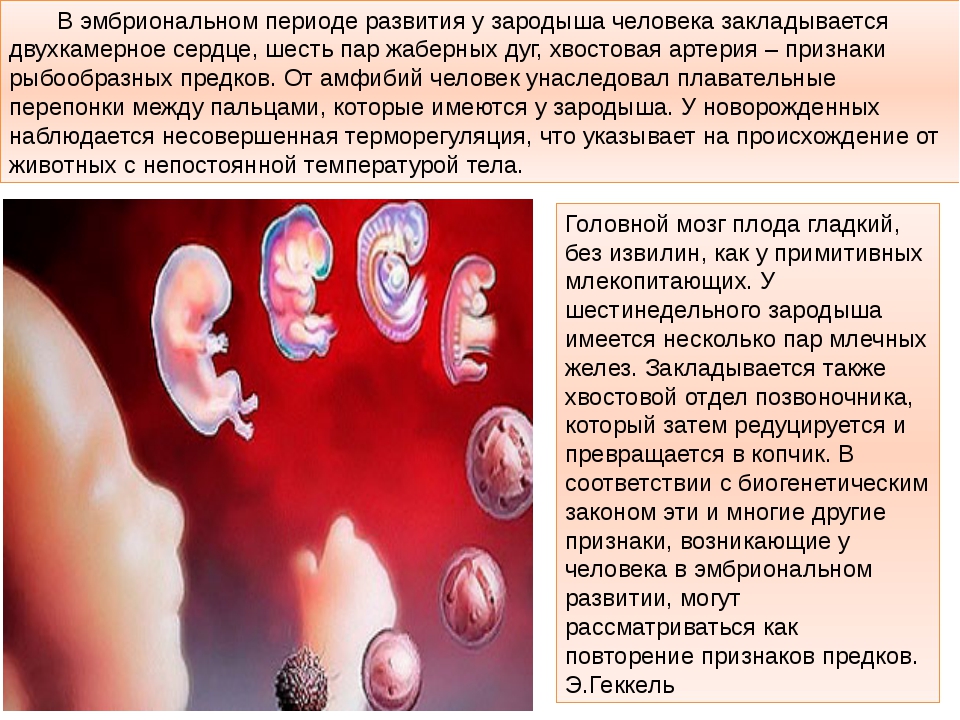 Наличие у зародыша человека. Эмбриональный период развития зародыша. Периоды развития эмбриона человека. Процесс формирования зародыша у человека. Этапы эмбрионального развития человека.