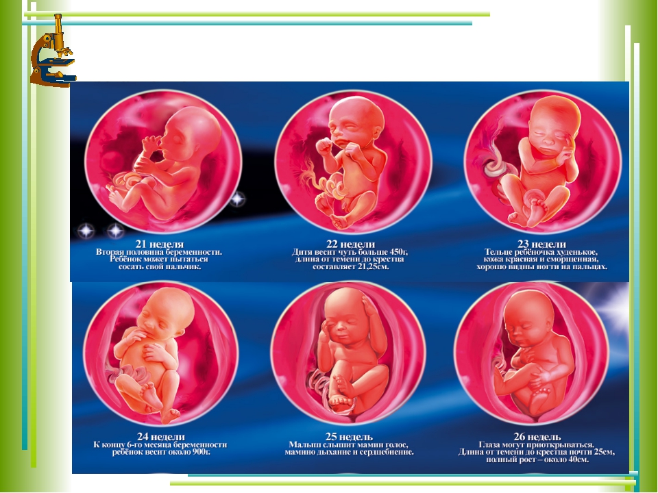 Сколько недель. Беременность по неделям. Размер ребенка на 25 неделе беременности. Вес ребенка в 24 недели. Плод в 23-24 недели беременности.