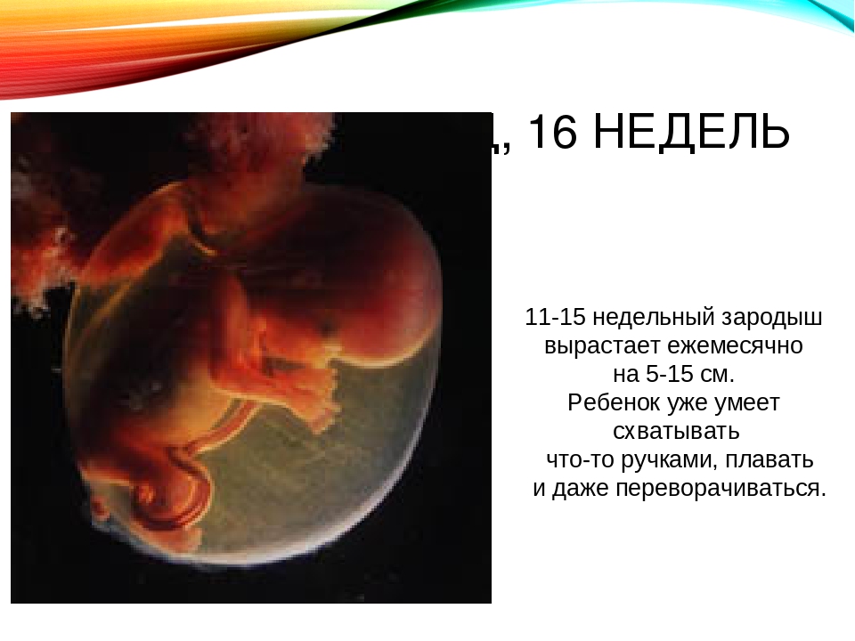 Календарь беременности по неделям с фото плода и описание