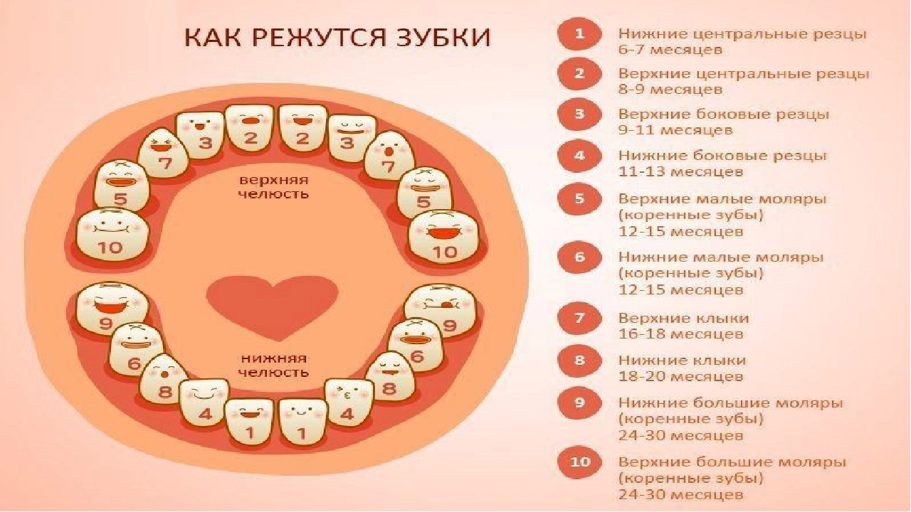 Скольки месяцев режутся зубы. Порядок прорезывания зубов. Какие зубы вылезают первыми.