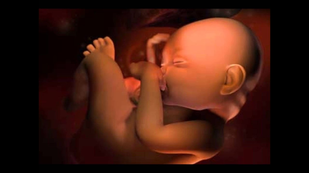 33 недели назад. Эмбрион 33 недели беременности. Малыш в утробе матери. Плод на 34 неделе беременности. Ребенок на 33 неделе беременности.