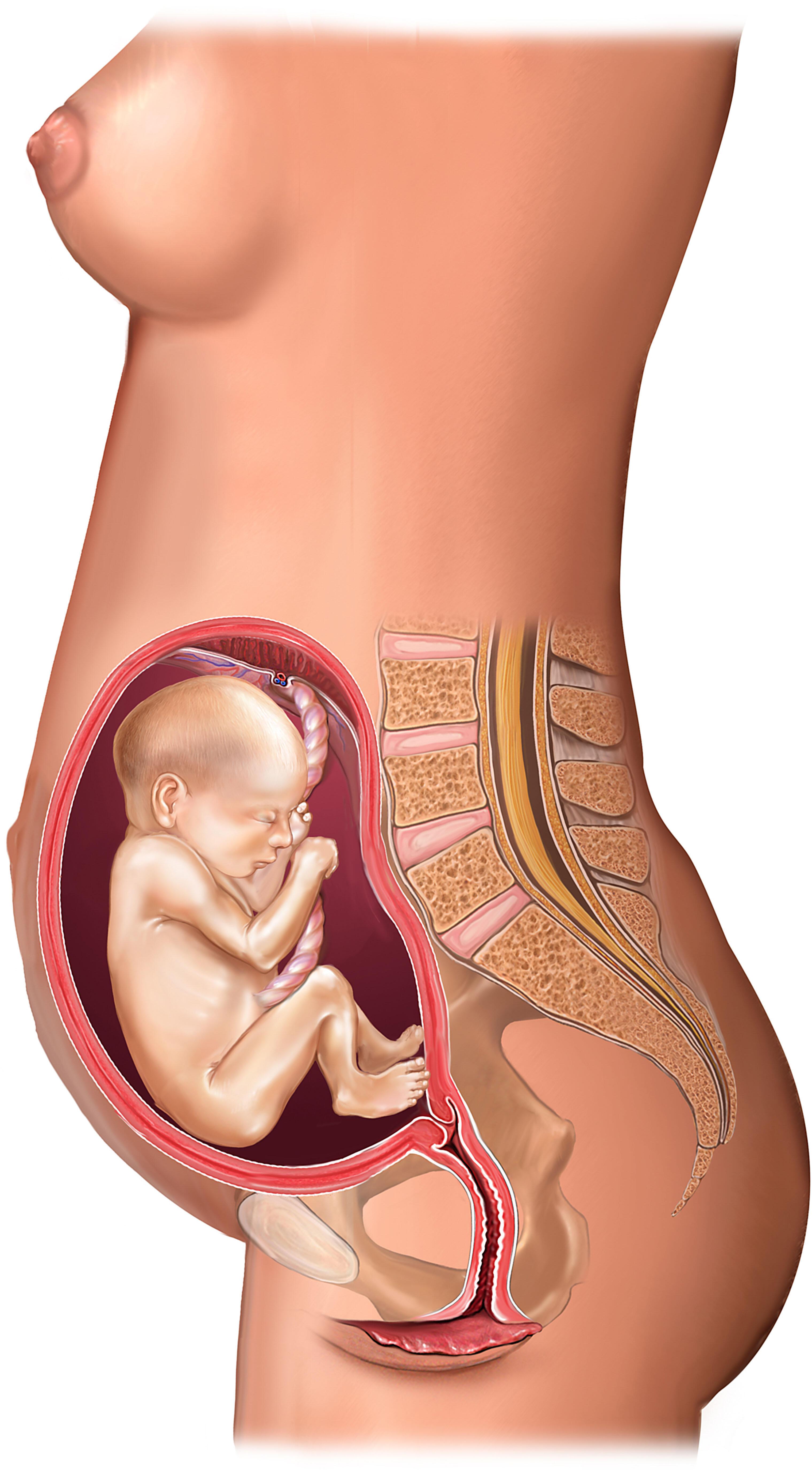 Ребенок расположен справа. Расположение плода в животе на 20 неделе беременности. Плод 18 19 недель беременности.