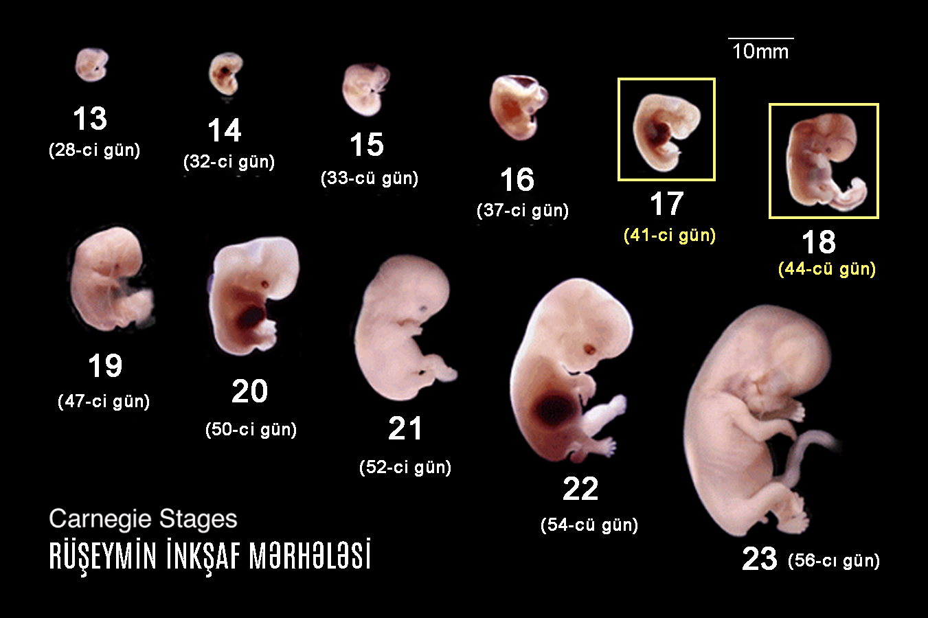 Embryo (week 5) flashcards memorang