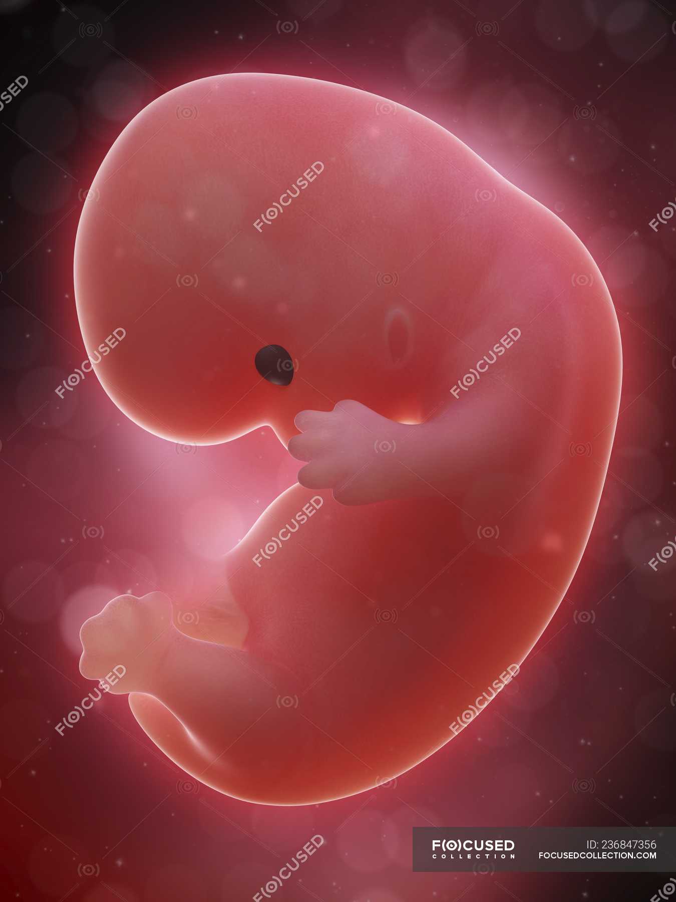 8 недель как выглядит плод. Эмбрион человека 8 недель. Человеческий плод 8 недель.