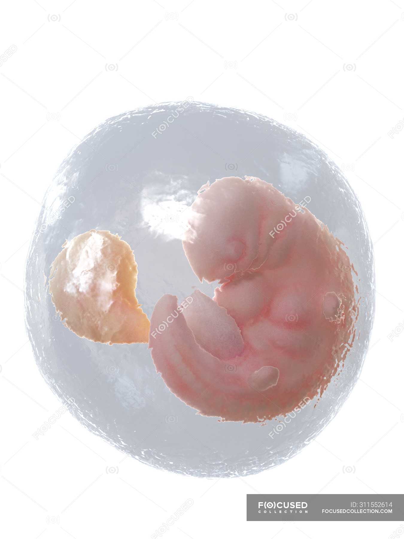 Кровить 6 недель беременности. Эмбрион человека 6 недель.