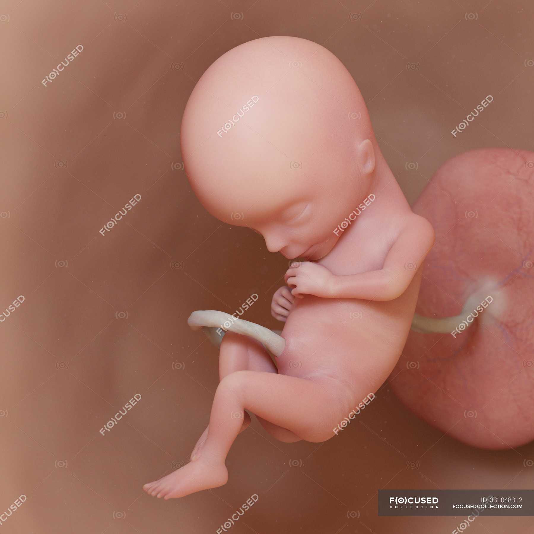 Эмбрион человека 15 недель